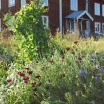 Nedansjö Gård blommor hus